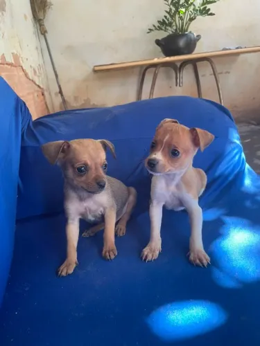 Vendo dois filhotes de pincher