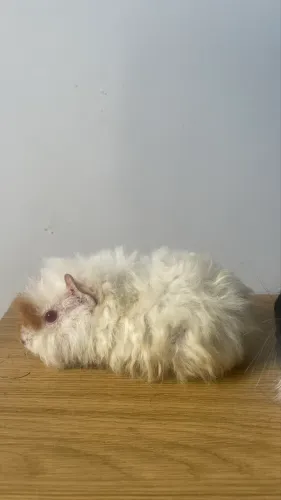 porquinho da índia