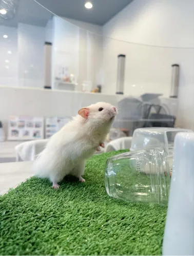 Hamster Sírio 