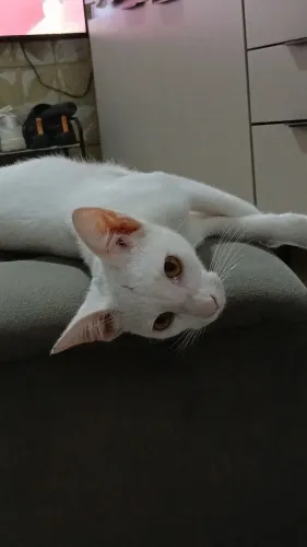 DOAÇÃO de gatos