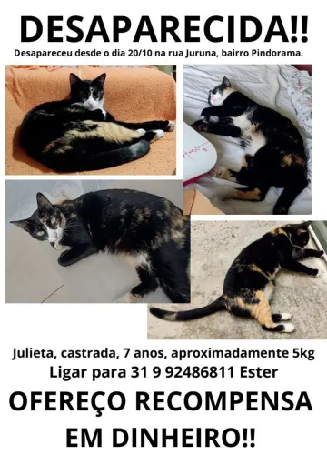 RECOMPENSA EM DINHEIRO PARA QUEM ENCONTRAR 
