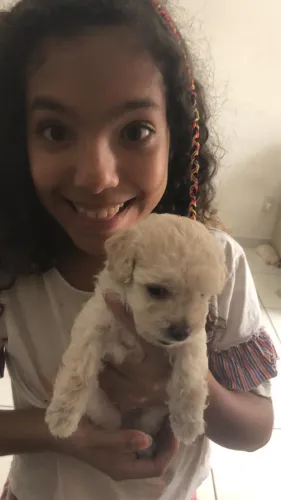 Vendo filhote de poodle inglês legítimo Branco