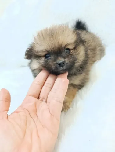 Lulu da Pomerania
