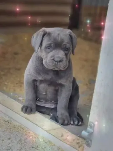 Cane corso filhotes 