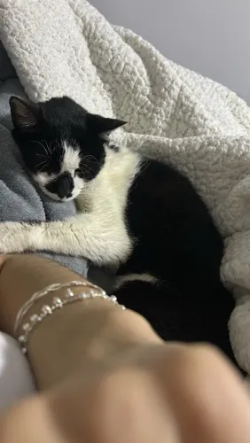 Gatinha para adoção