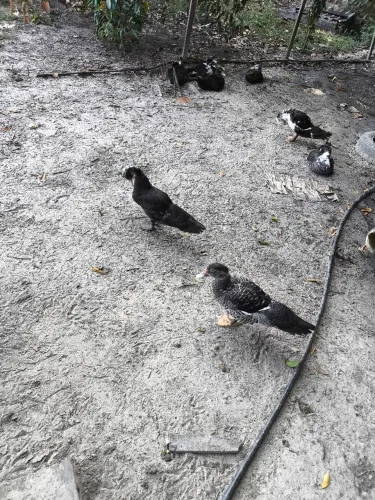 Patos promoção