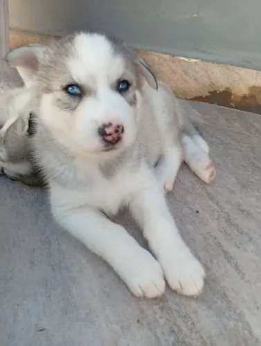 Husky siberiano filhotes