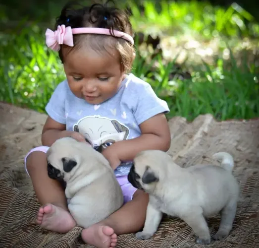 Pug mini amor para se chamar de seu em campinas