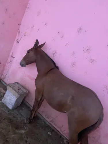 BURRO PRA VENDA NO PONTO DE DOMAR 