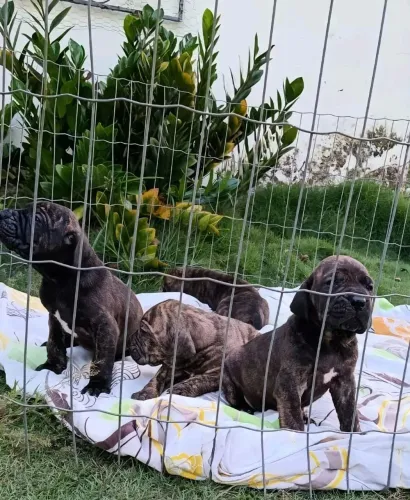 Filhotes de Fila Brasileiro CBKC