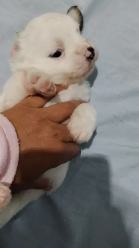 Filhote de Lhasa Apso macho 