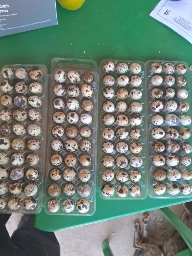 Ovos de codorna R$ 10,00 cartela com 30 ovos