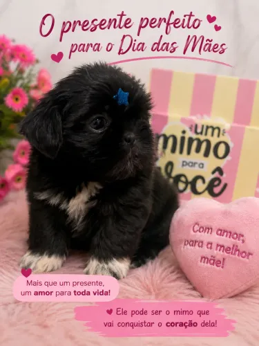 Lindo Shihtzu 