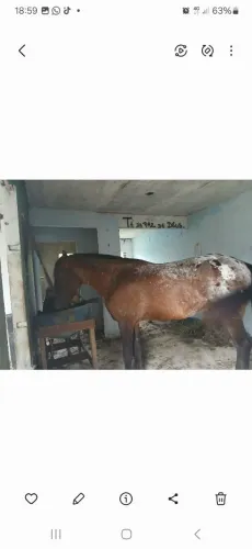 Cavalo apalusa 