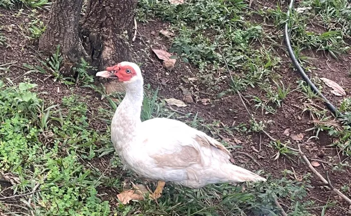 Pato macho adulto e filhotes