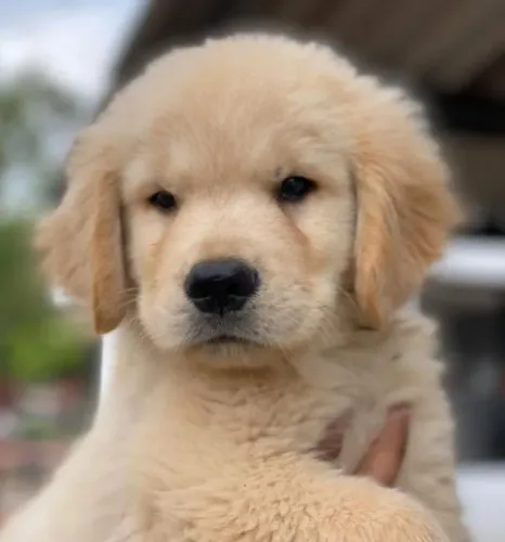 Filhotes de Golden Retriever | Pequenos amigos que espalham simpatia!