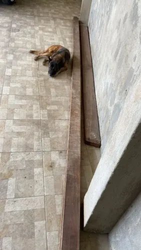 Madeiras para construção