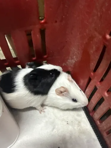 Porquinho da Índia
