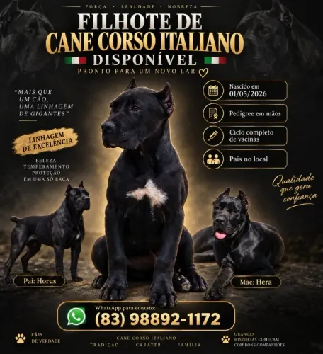 FILHOTE DE CANE CORSO ITALIANO