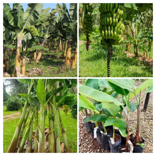 Mudas de bananeiras 