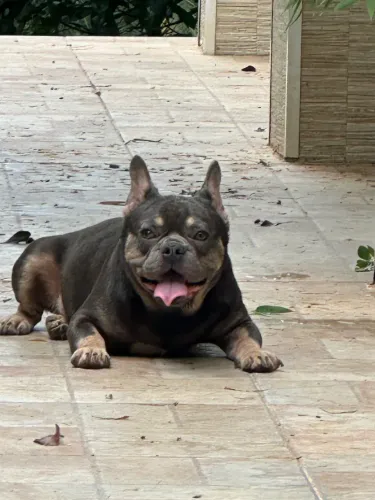 Bulldog frances blue tan 