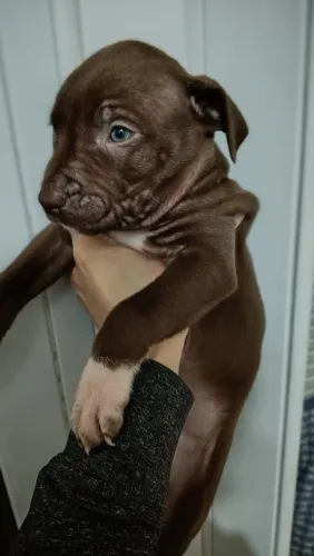Cachorro