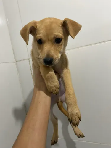 Doa-se filhote macho 2 meses 