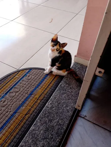 Gatinha