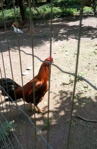 Galo