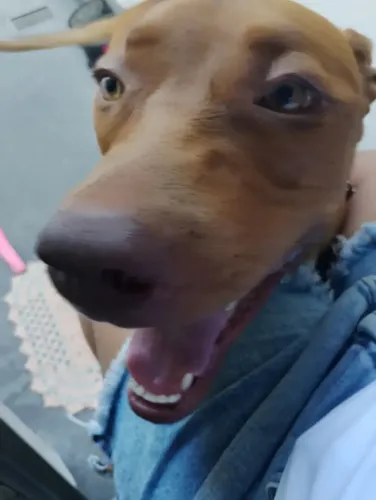 Pitbull