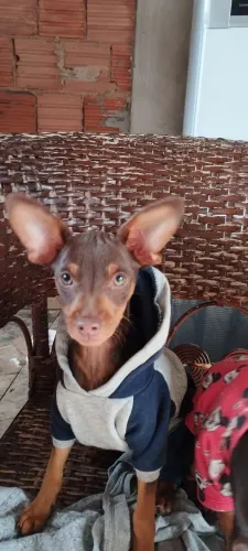 Pinscher Padrão chocolate.valor de oportunidade