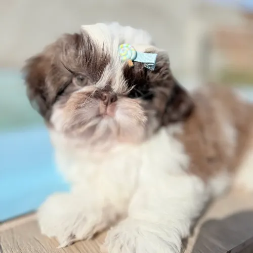 Machinho Shih tzu vacinação completa