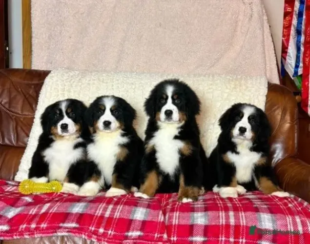 Filhotinhos bernese super dóceis e de linhagem selecionada para lar