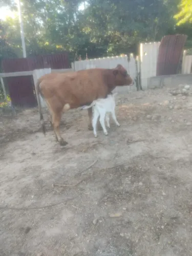 A venda, três devaca jersolanda,alta produção 
