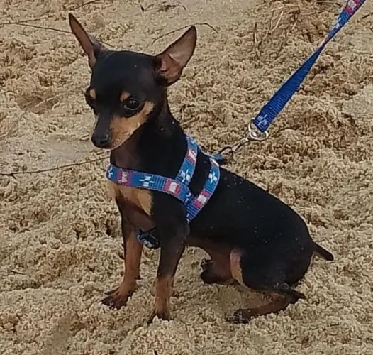 Pinscher zero macho 