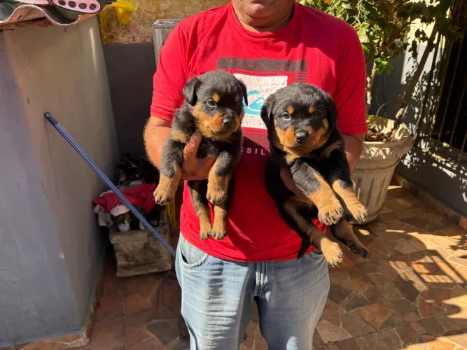 Vendo filhote Rottweiler
