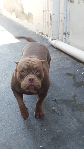 American Bully - Fêmea - Pedigree - 2 Anos