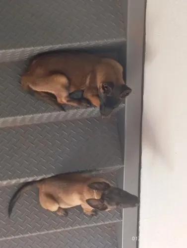 Pastor belga de malinois