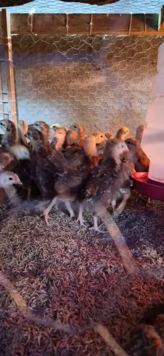 Pintinhos embrapa 051 (somente femeas vacinadas)