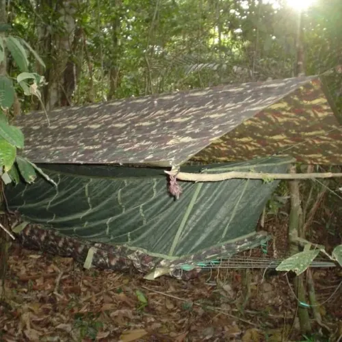 Rede de Selva Oficial