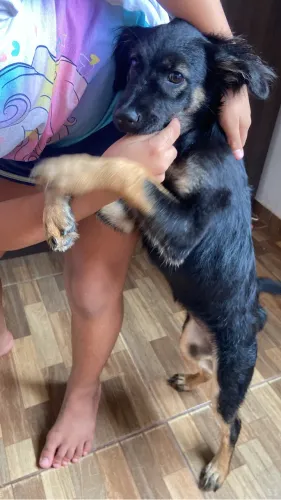Cachorro 