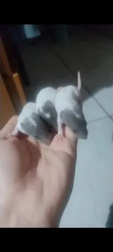 Ratos Twister de cores variadas 