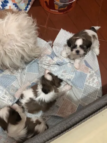 Vendo filhotes ShihTZu macho