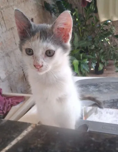 Gata Fêmea para Doação