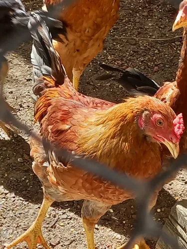 Frangos e galinhas caipira