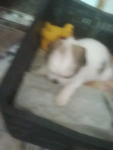 Filhote pet 900 reais