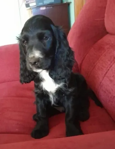 Cocker Spaniel,Cocker Spaniel Filhote Estrutura Perfeita Disponível