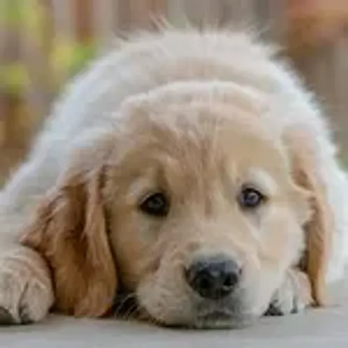 Cãozinho golden retriever de linhagem selecionada dócil e saudável