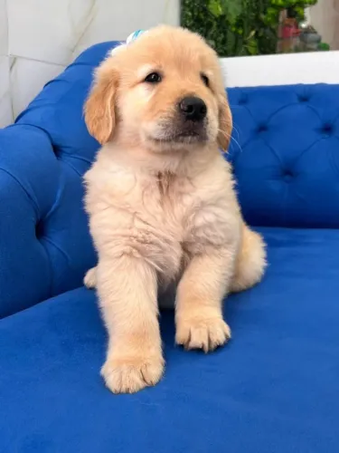 golden retriever dourado