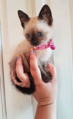 Filhote gato siamês